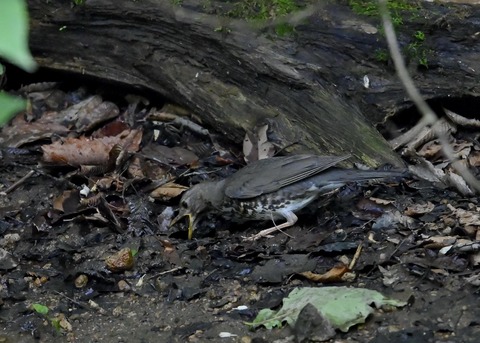 クロツグミ幼鳥6103