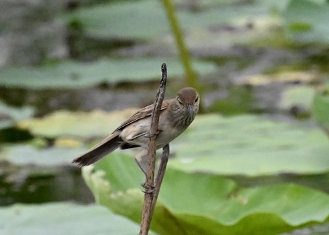 オオヨシキリ9111