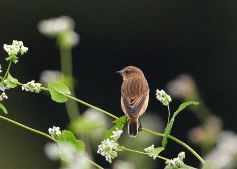 ノビタキ♀3104