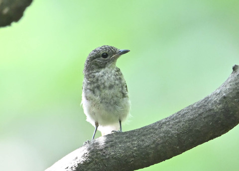 キビタキ幼鳥7892