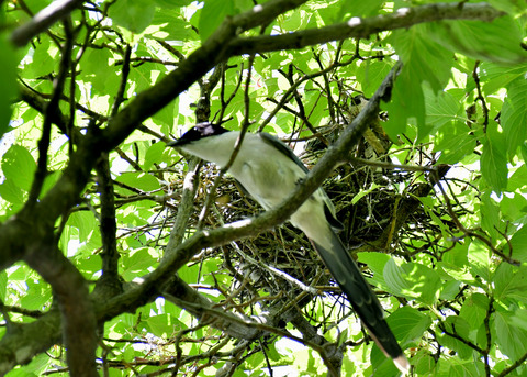 オナガの営巣5601