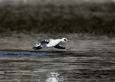 ミコアイサ♂8441