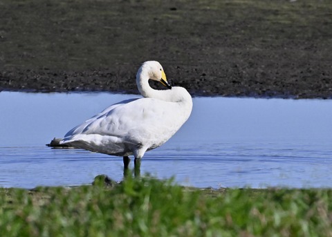 オオハクチョウ2651