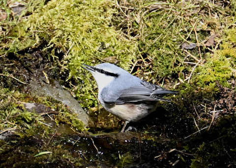 ゴジュウカラ8589