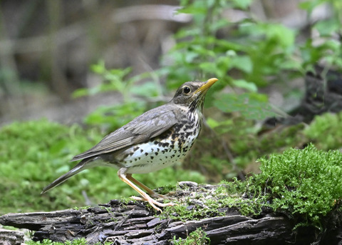 クロツグミ♀0629