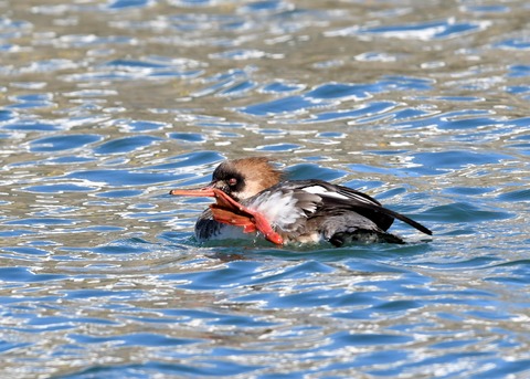 ウミアイサ♀2791