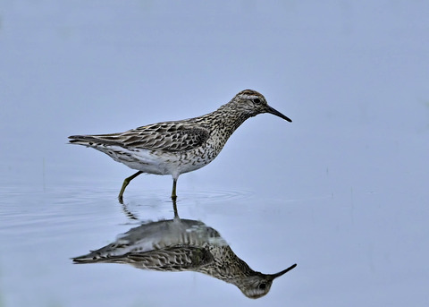 ウズラシギ夏羽2522