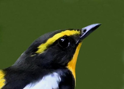 キビタキ成鳥♂5001