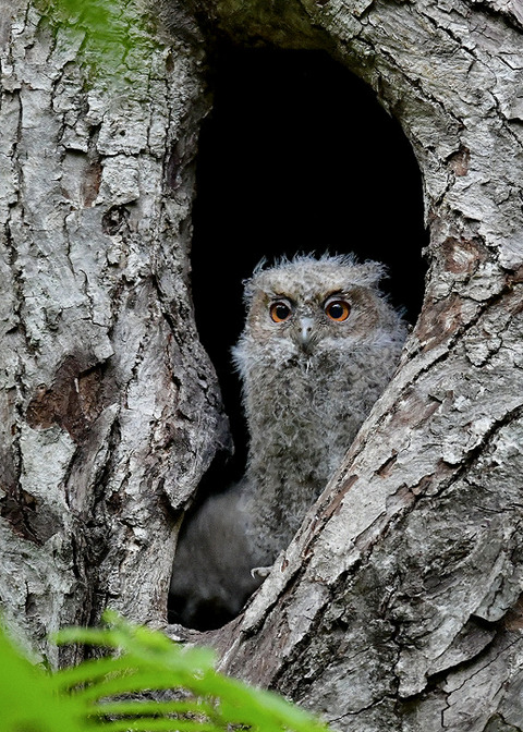 オオコノハズクのヒナ0331