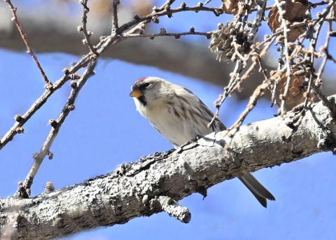 ベニヒワ♀5929