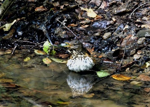 クロツグミ♀0403