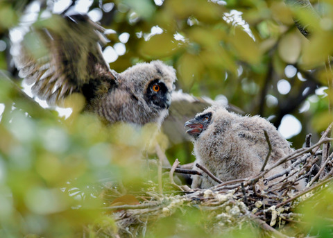 トラフズクのヒナ③④6904