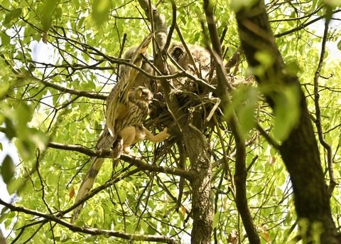 トラフズク♀2334