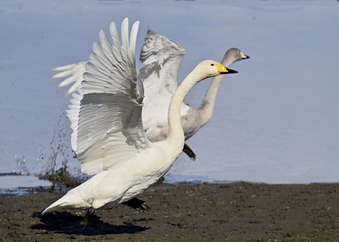 オオハクチョウ3215