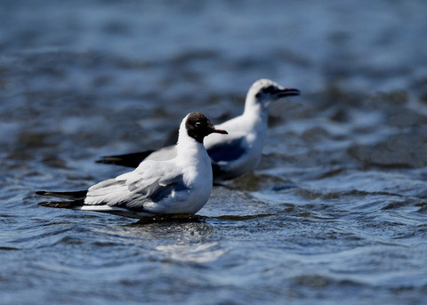 ユリカモメ夏羽9120