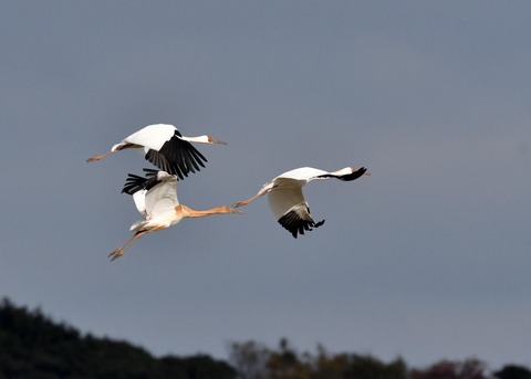 飛ぶ・ソデグロヅル8241