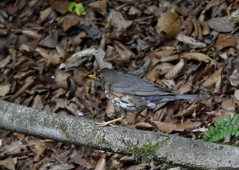 クロツグミ幼鳥6193