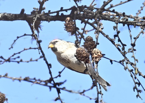 ベニヒワ♀5323