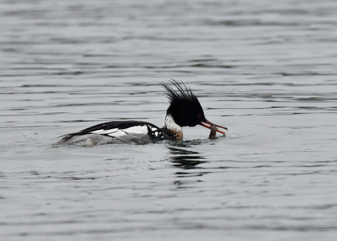 魚捕り・ウミアイサ♂6444