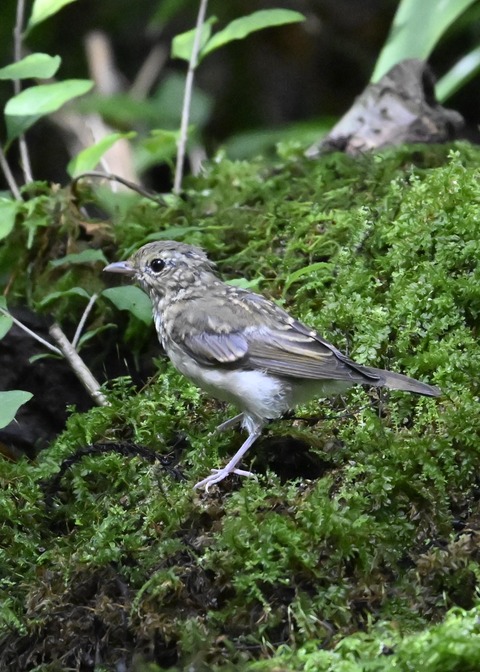 キビタキ幼鳥1690-01