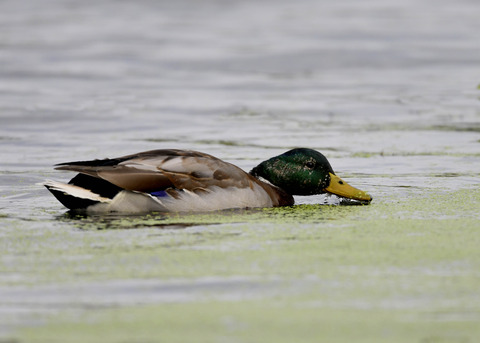マガモ♂エクリプス1982