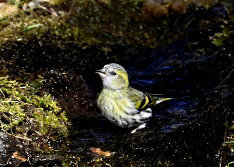 マヒワ♀7367