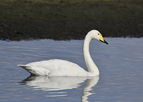 オオハクチョウ0743
