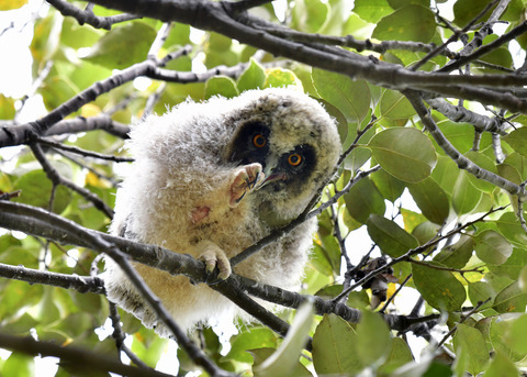 トラフズクのヒナ⑤8309