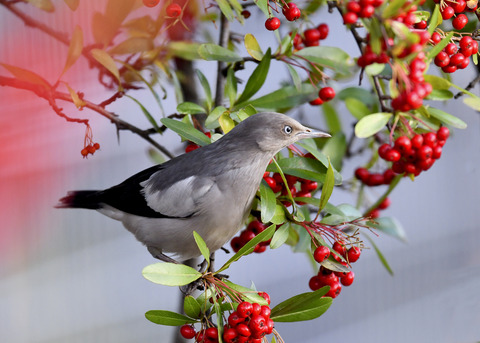 カラムクドリ1295