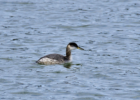アカエリカイツブリ冬羽7477