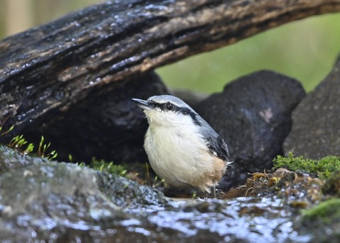 ゴジュウカラ2301