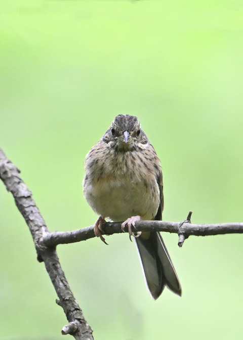 ホオジロ幼鳥3414