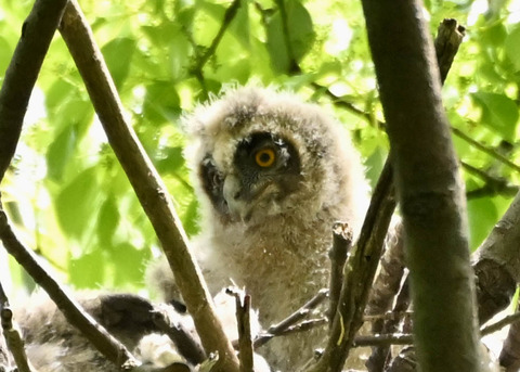 トラフズクのヒナ1833