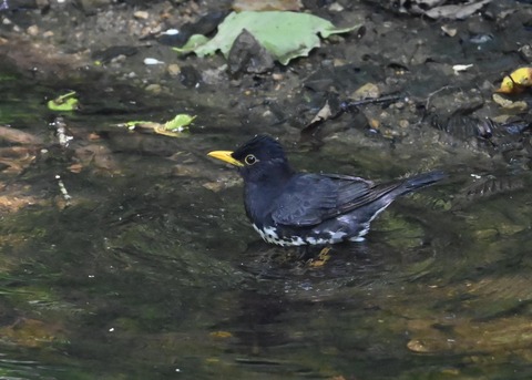 クロツグミ♂4454