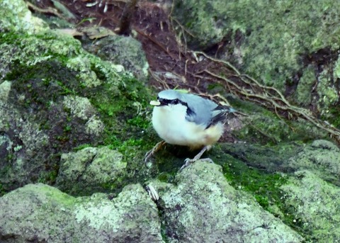 ゴジュウカラ4201