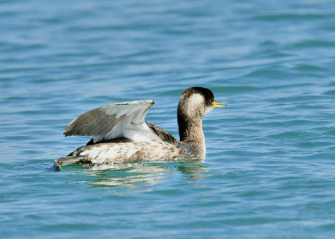 アカエリカイツブリ4073