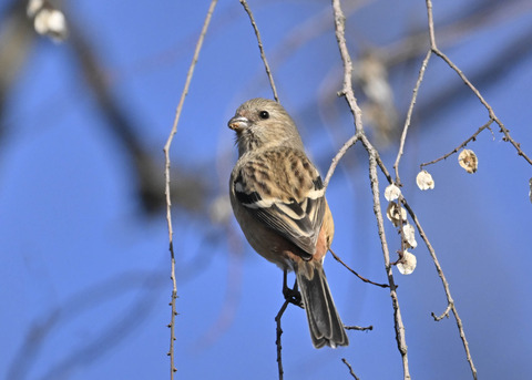 ベニマシコ♀5399