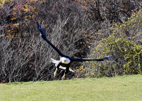 ハクトウワシ3494