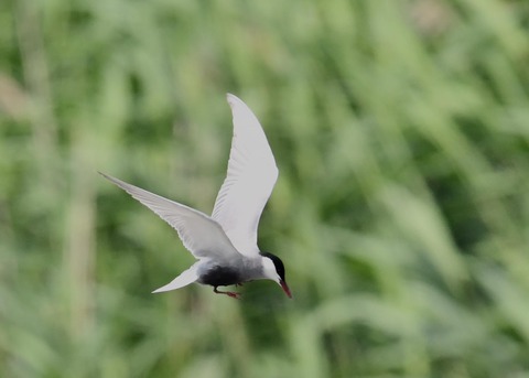 クロハラアジサシ0378