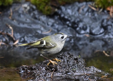 キクイタダキ♀1031