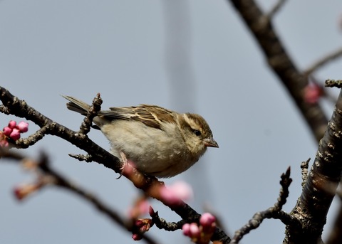 ニュウナイスズメ♀1W 9388