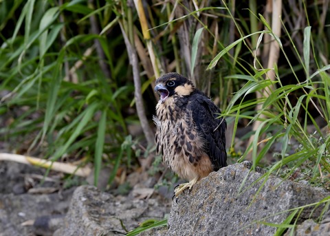 チゴハヤブサのヒナ③3508