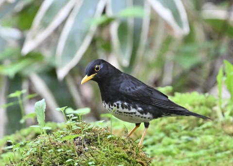 クロツグミ♂2999