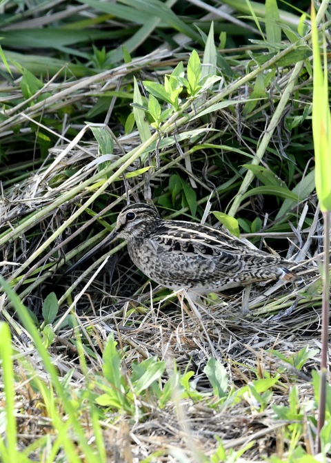 チュウジシギ3293