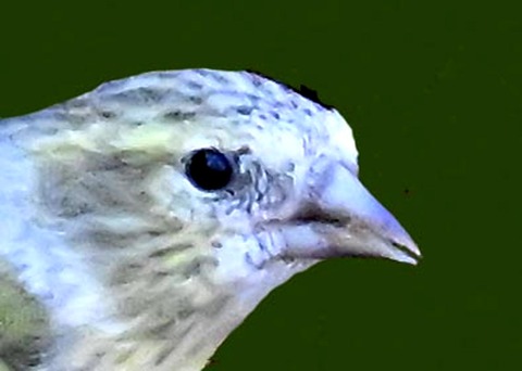 マヒワ♀7001