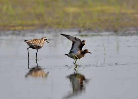 コモンシギ0493