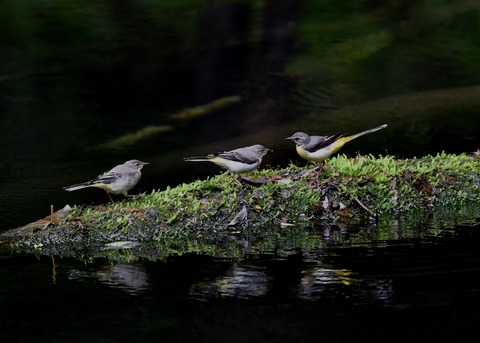 キセキレイ幼鳥8201