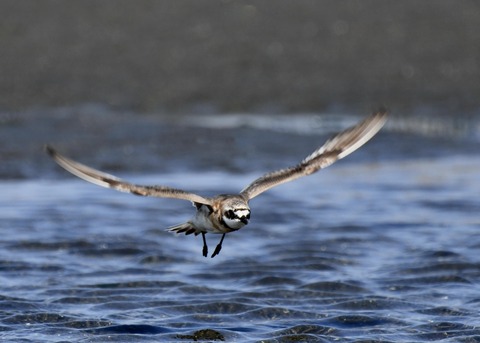 飛ぶ・メダイチドリ2574