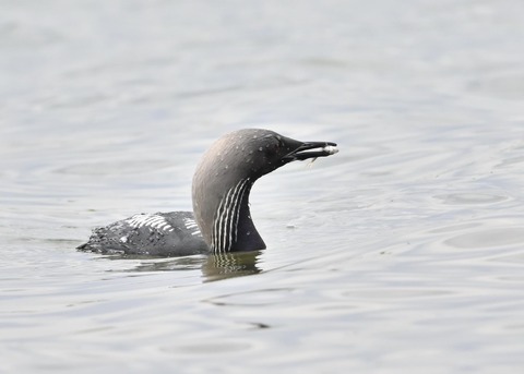 シロエリオオハム2701
