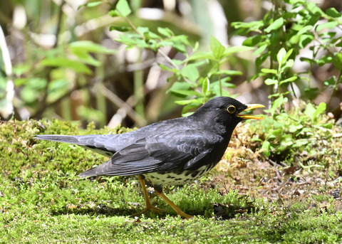 クロツグミ♂2944